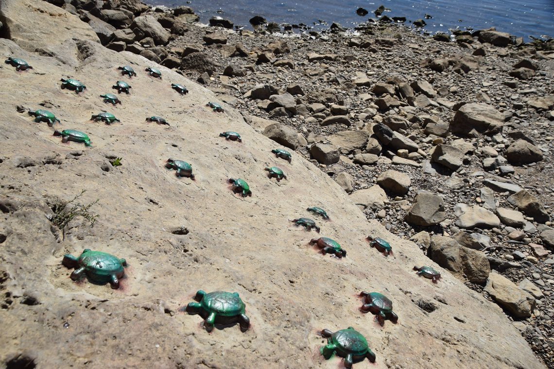 Schildkroete On Stone